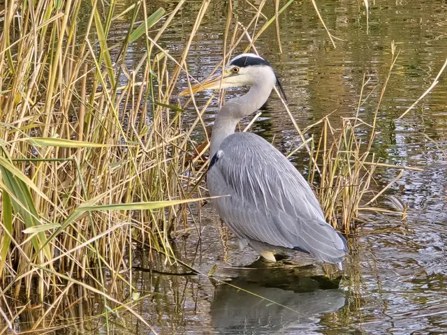 Der Graureiher weiss: im Schilf schwimmt  Futter. | Foto: Heidrun Rosenberger
