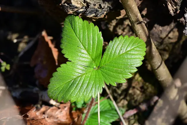 Die Walderdbeeren kommen auch schon zum Vorschein. | Foto: Michael Harmsen