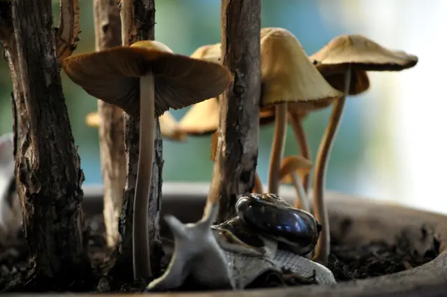 Sieht fast aus wie im Wald. Aber diese Pilze sind plötzlich im Topf gewachsen.  | Foto: Daniela Somers
