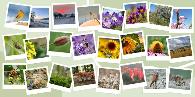 Wie soll man da einen Favoriten wählen? Die meine.stimme-Bilder des Monats von Januar bis Dezember 2025. | Foto: Wolfgang Kynast, Pascale Welisch, Panja Rudroff, Tanja Blind, Moni Bordt, Stephanie Rüdele, Erwin Weigend, Helmut Brehm, Uschi Pohl, Martin Butz, Birgit Sautter, Uschi Dugulin, Elke Köbernick, Ralf Röser, Joachim Körner