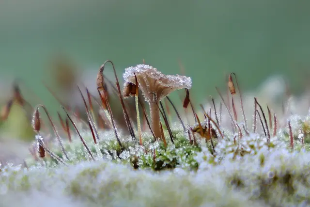 Mit Frost ummantelt ist Pilz und Moos. Das letzte Bild des Monats des Jahres 2025 für Hohenlohe.  | Foto: Martin Butz