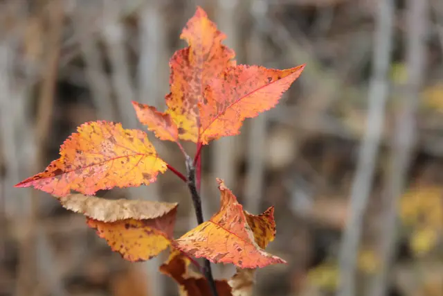 Vom Wanderparkplatz Steinerner Tisch in Döttingen nach Weilersbach und zurück | Foto: Ralf Röser