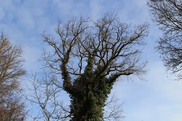 Vom Wanderparkplatz Steinerner Tisch in Döttingen nach Weilersbach und zurück | Foto: Ralf Röser