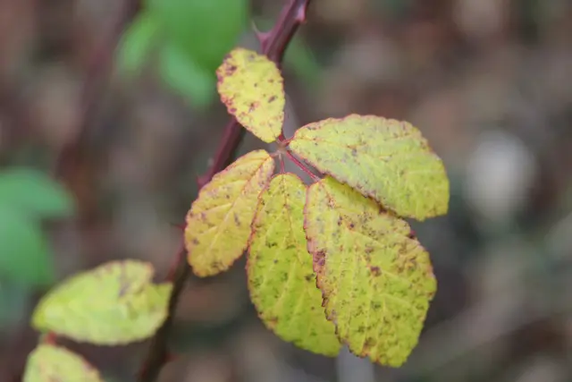 Vom Wanderparkplatz Steinerner Tisch in Döttingen nach Weilersbach und zurück | Foto: Ralf Röser