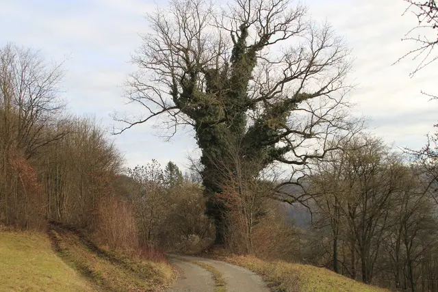 Vom Wanderparkplatz Steinerner Tisch in Döttingen nach Weilersbach und zurück | Foto: Ralf Röser