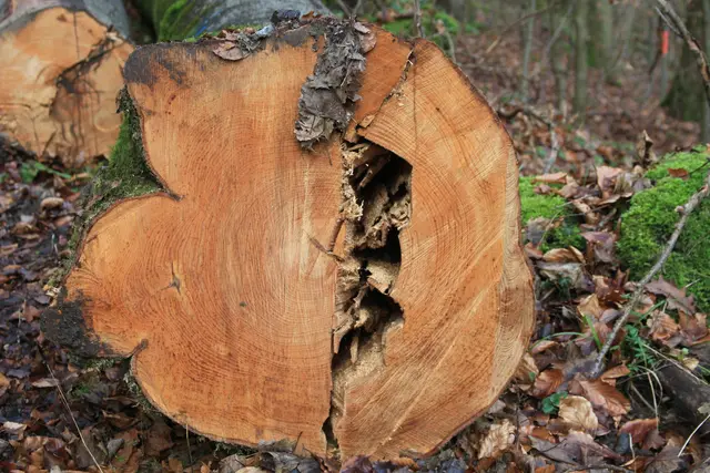 Vom Wanderparkplatz Steinerner Tisch in Döttingen nach Weilersbach und zurück | Foto: Ralf Röser