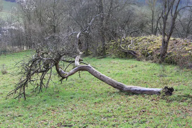 Vom Wanderparkplatz Steinerner Tisch in Döttingen nach Weilersbach und zurück | Foto: Ralf Röser