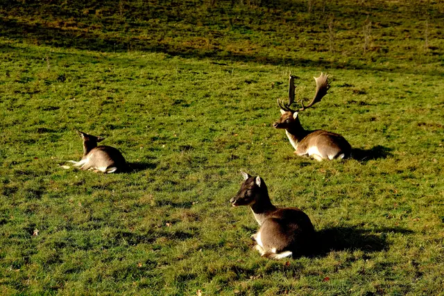Beim Dammhirschgehege | Foto: Eduard Warenik