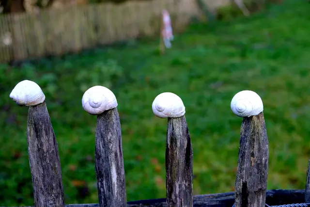 Foto: Eduard Warenik