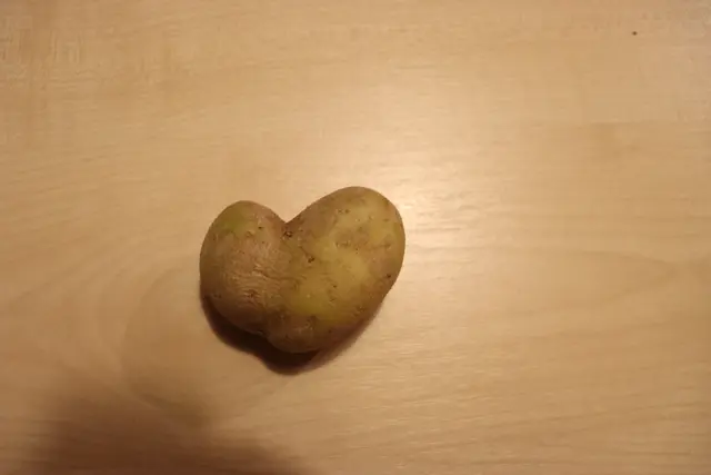 Eine Laune der Natur als Weihnachtsgruß | Foto: Marga Specht