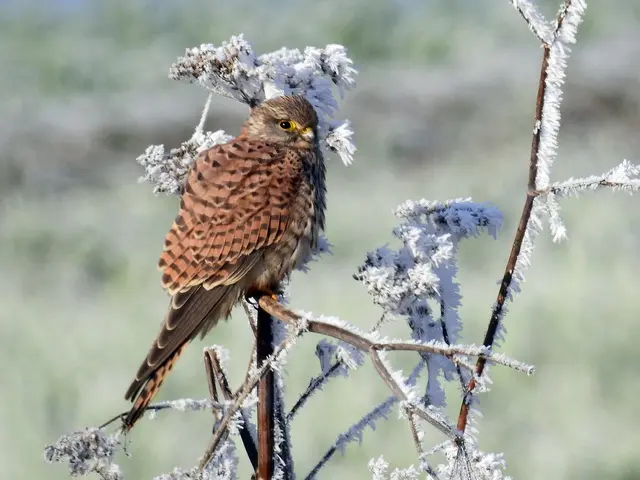 Falke trifft auf Frost: So könnte das Bild des Monats Heilbronn von Joachim Körner überschrieben sein.  | Foto: Joachim Körner