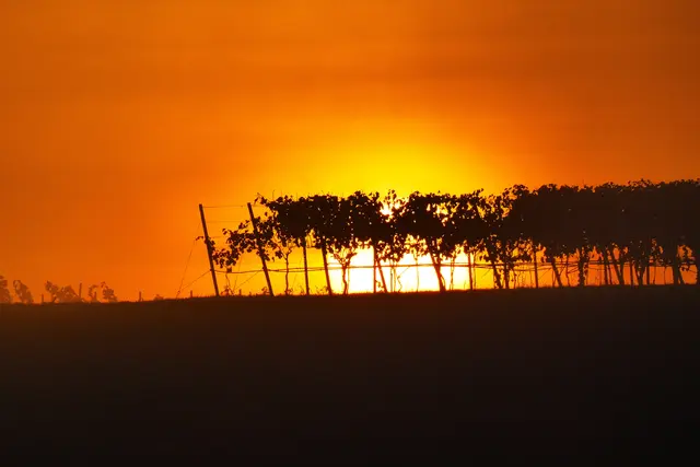 Unsere Reben fangen den Sonnenschein ein | Foto: Konrad Schomerus
