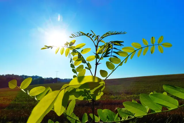 Die Sonne scheint - das Leben wächst. | Foto: Konrad Schomerus