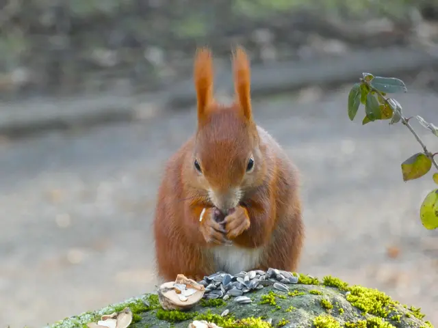 "Oh ja, schnell knabbern und die Schale immer schön ausspucken"..... | Foto: sigischlottke