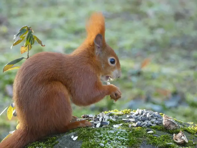"Iiiihhh, aber dieses Kernchen hat irgendwie komisch geschmeckt :-( - gleich ausspucken!"..... | Foto: sigischlottke