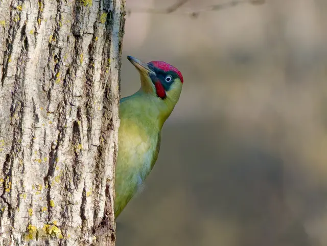 Grünspecht (II) | Foto: Jörg Haffelder