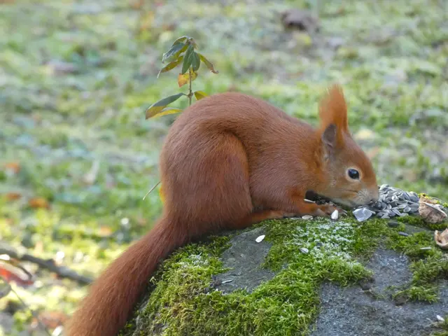 "Gibt's da noch was anderes? Vielleicht eine Erdnuss?"..... | Foto: sigischlottke