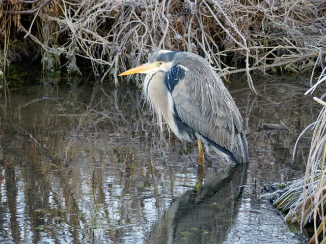 Graureiher im Frost | Foto: Jörg Haffelder