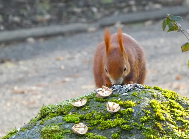 "Da  muss ich gleich mal gucken, was da an Knabbereien auf dem Stein liegt"..... | Foto: sigischlottke