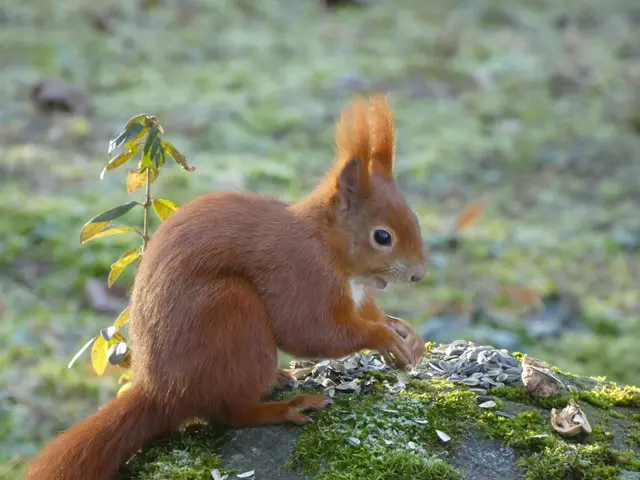 "Danke für die Nüsschen, liebe Heimatreporter - hoffentlich bald mal wieder :-)"..... | Foto: sigischlottke