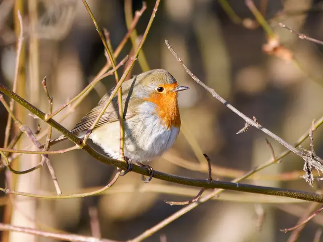 Rotkehlchen | Foto: Jörg Haffelder