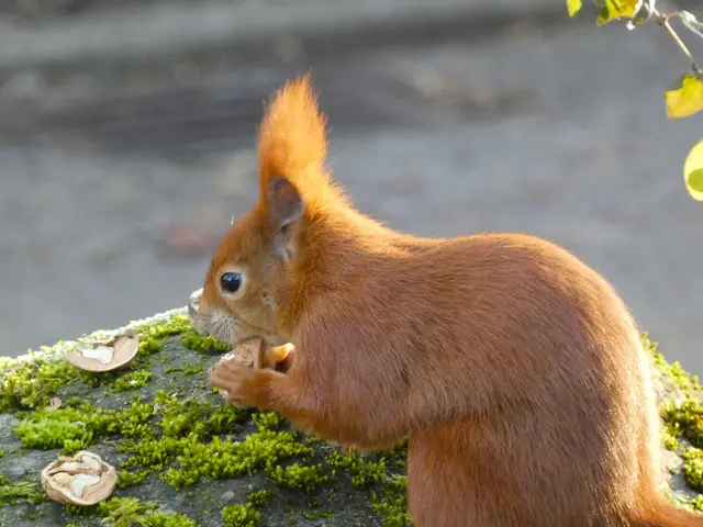 "Muss ich gleich mal probieren - klasse, dass sie die Walnüsse schon für mich aufgeknackt haben!!!"..... | Foto: sigischlottke
