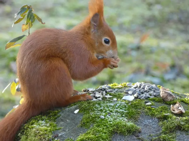 "Schnell weiterfressen, bevor vielleicht noch ein anderes Hörnchen kommt und mir alles wegfrisst".... | Foto: sigischlottke