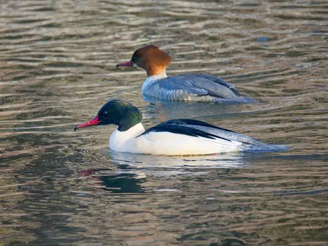 Gänsesäger | Foto: Jörg Haffelder