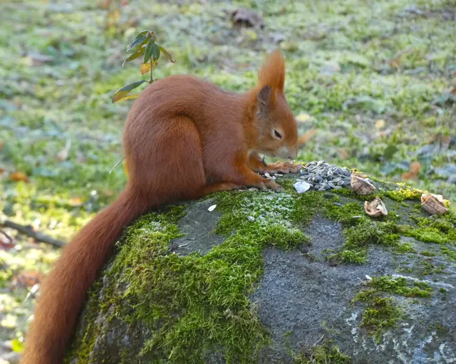 "Jetzt bin ich vom vielen Futtern ein ganz kleines bisschen müde - Sekundenschlaf sozusagen"...... | Foto: sigischlottke