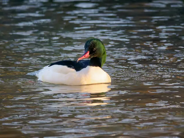 Gänsesäger | Foto: Jörg Haffelder