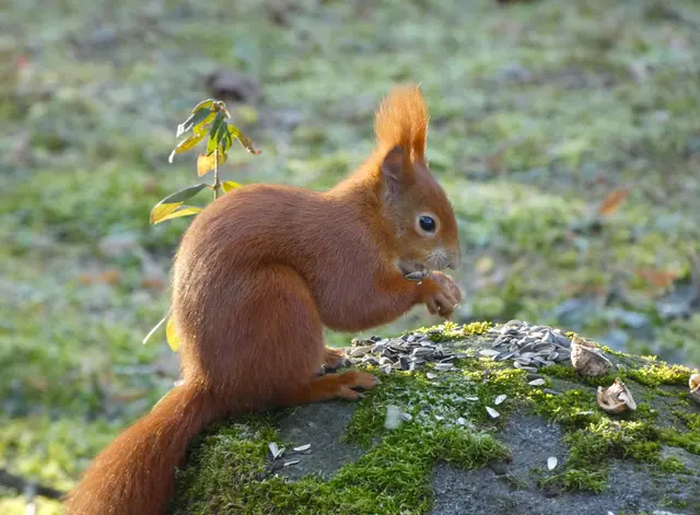 "Ich bin zwar satt, aber ein Sonnenblumenkern passt immer noch rein :-)".... | Foto: sigischlottke