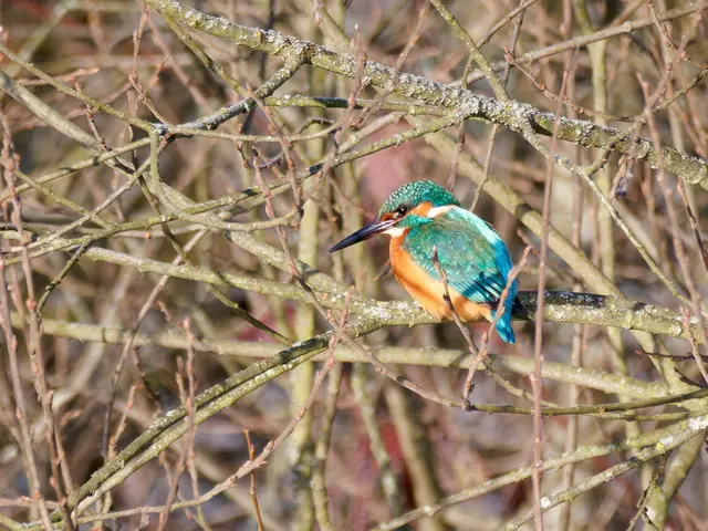 Eisvogel | Foto: Jörg Haffelder