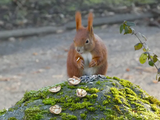 "Die Sonnenblumenkerne schmecken auch nicht schlecht"..... | Foto: sigischlottke
