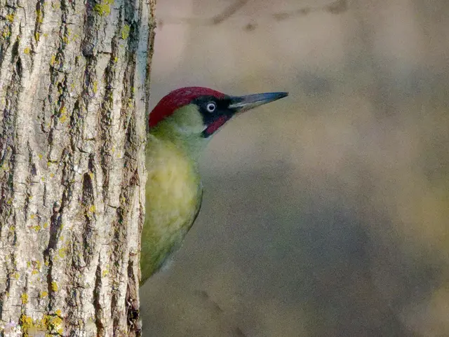 Grünspecht | Foto: Jörg Haffelder