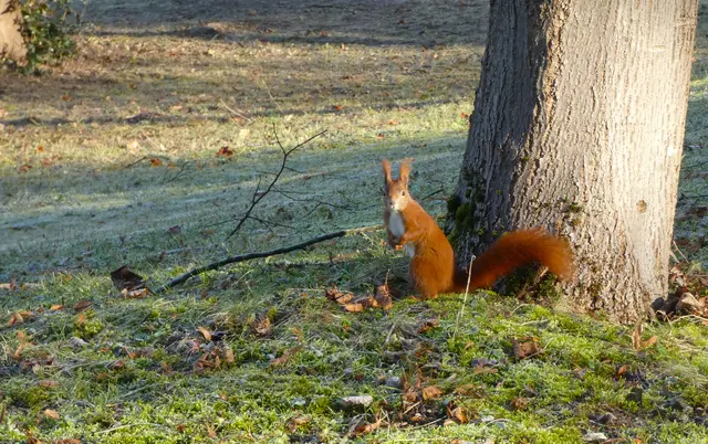 Gleich beim Eingang zum Hauptfriedhof kam dieses süße Fellknäuel angeflitzt. "Oh, da kommen sie endlich, die Heimatreporter. Bestimmt haben sie was Leckeres für mich dabei"....... | Foto: sigischlottke