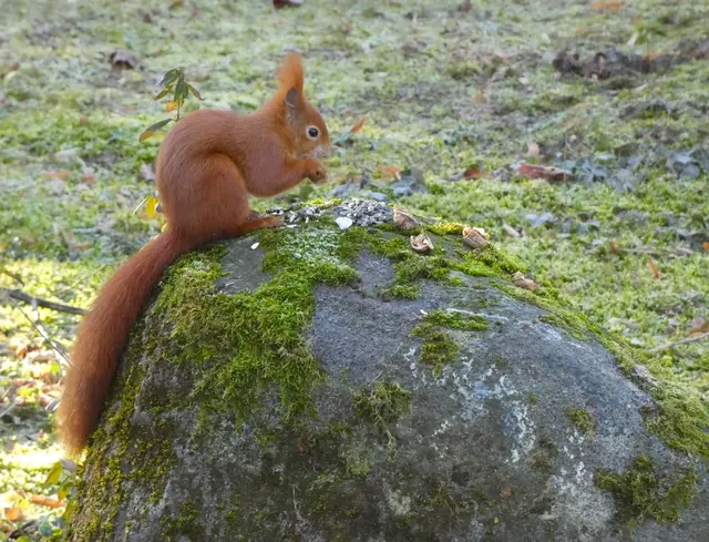 "Aber schon geht's weiter - man weiß ja nie, wann die Heimatreporter das nächste Mal kommen"..... | Foto: sigischlottke