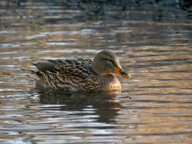 Stockente | Foto: Jörg Haffelder