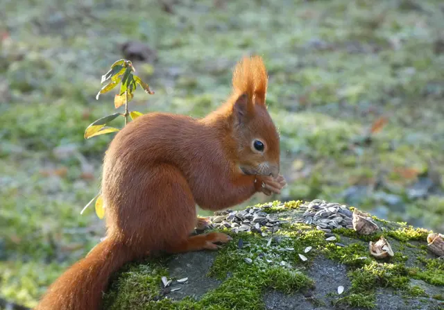 "Herrlich, das war ein toller Knabber-Schmaus - ein schönes nachträgliches Weihnachtsgeschenk"...... | Foto: sigischlottke