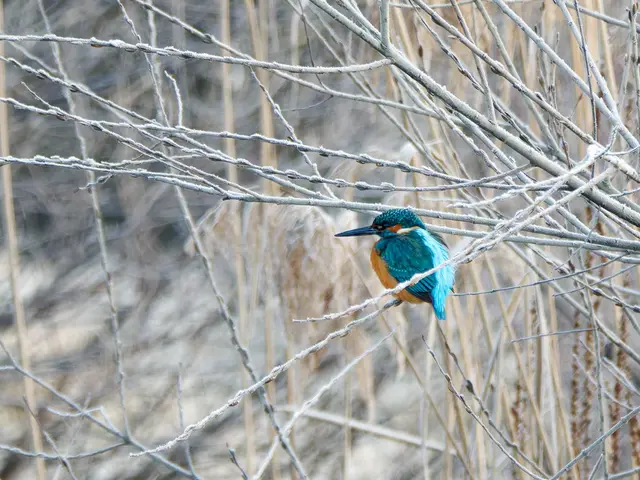 Eisvogel im Frost | Foto: Jörg Haffelder