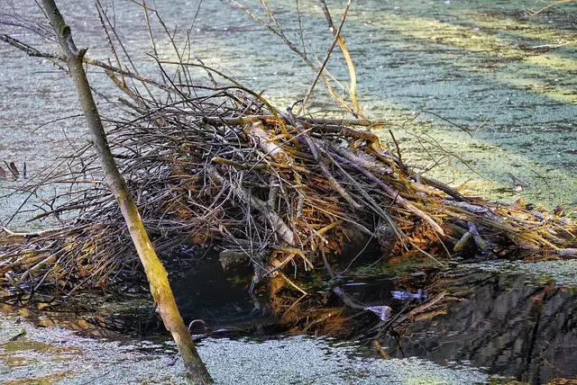 Eine Biberburg. | Foto: Martina Wolf
