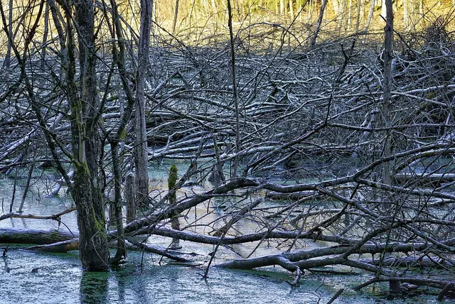 All diese Äste und Bäume haben die Biber gefällt, abgenagt und in den See geschafft 🦫 | Foto: Martina Wolf