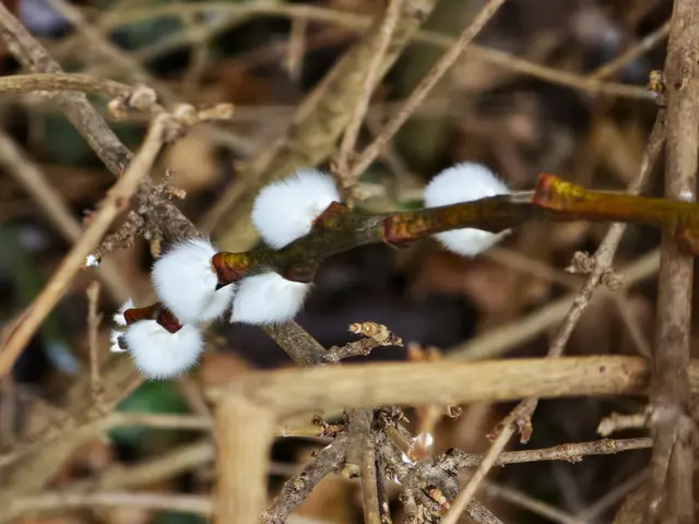 Die Weidenkätzchen der Sal-Weide sind auch schon da. | Foto: Heidrun Rosenberger