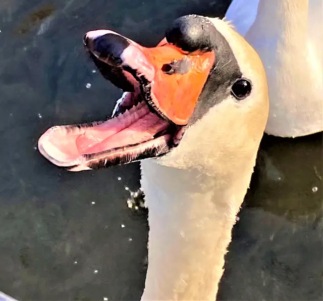 Foto: Heide Böllinger aus Bad Friedrichshall