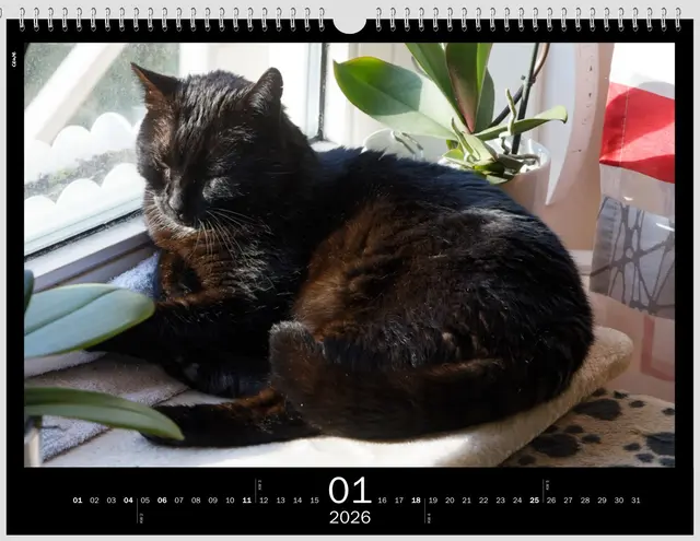Chillen auf der Fensterbank | Foto: WKY
