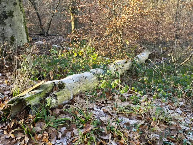 Foto: Heidrun Rosenberger