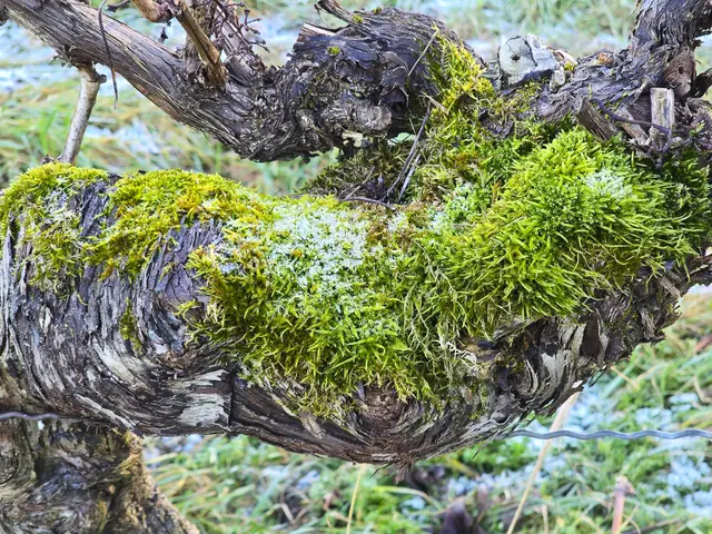 Foto: Heidrun Rosenberger