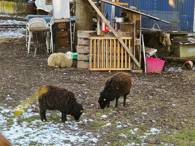 Die neu angesiedelten Zwergschäfchen in Affaltrach. | Foto: Heidrun Rosenberger