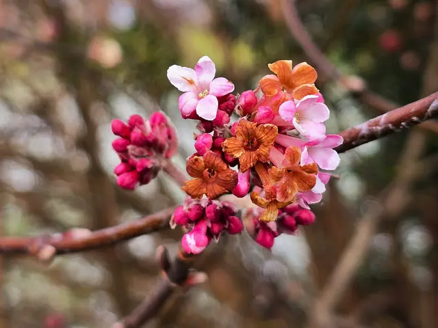 Die Blüten des Duftenden Schneeballs - wie schön - magentafarben. | Foto: Heidrun Rosenberger