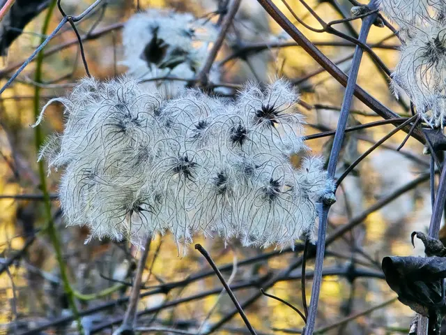 Weiss und vereist, die verblühte Waldrebe. | Foto: Heidrun Rosenberger