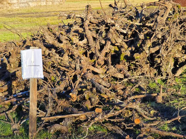 Aus diesem "Abfall" der Weinreben lassen sich tolle Figuren fertigen. Das Holz wird tatsächlich verschenkt. | Foto: Heidrun Rosenberger